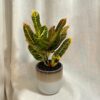 Krotónovec / Codiaeum variegatum ‘Excellent’ Krotónovec / Codiaeum variegatum Excellent