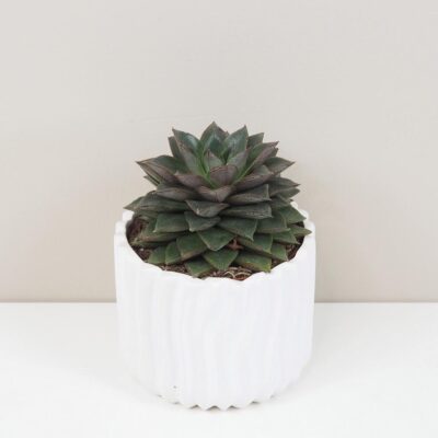 Echeveria purpusorum Echeveria purpusorum sukulent