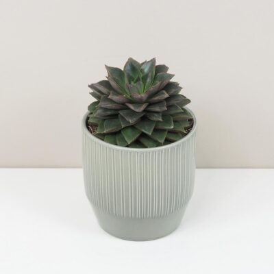 Echeveria purpusorum Echeveria purpusorum sukulent