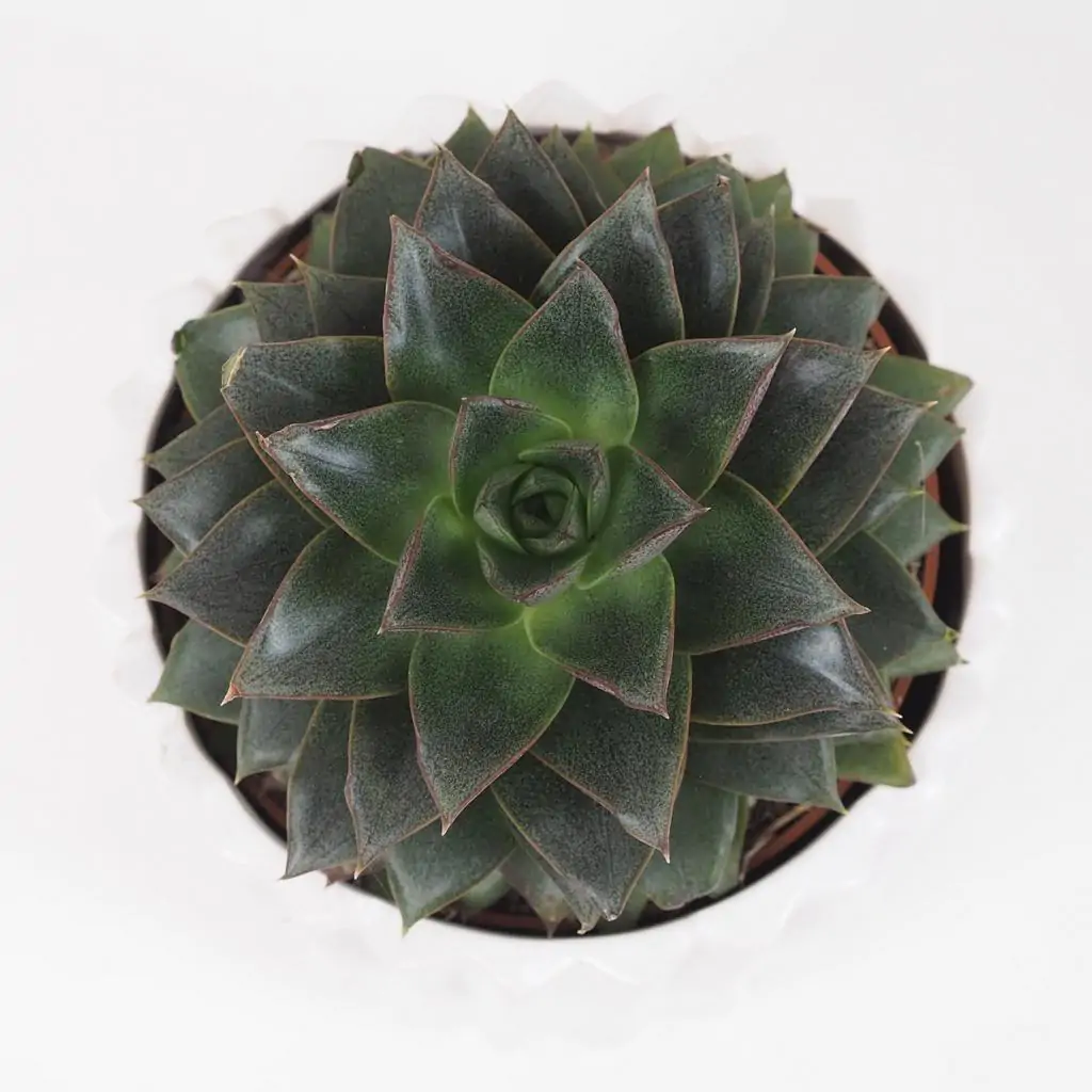 Echeveria purpusorum