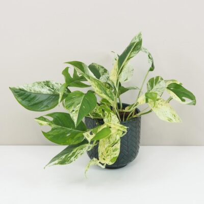 Epipremnum pinnatum ‘Marble Variegata’ Epipremnum pinnatum Marble Variegata panasovana tahava izbova rastlina