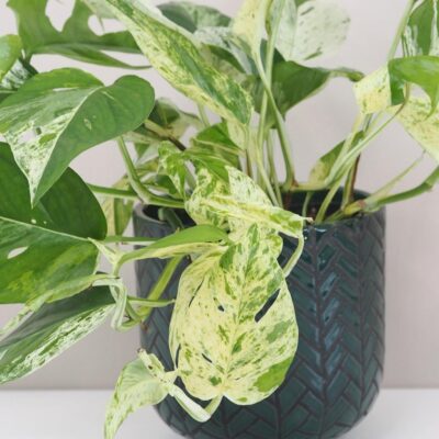 Epipremnum pinnatum ‘Marble Variegata’ Epipremnum pinnatum Marble Variegata panasovana tahava izbova rastlina