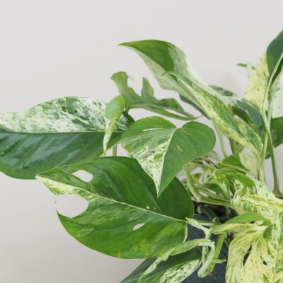 Epipremnum pinnatum ‘Marble Variegata’ Epipremnum pinnatum Marble Variegata panasovana tahava izbova rastlina