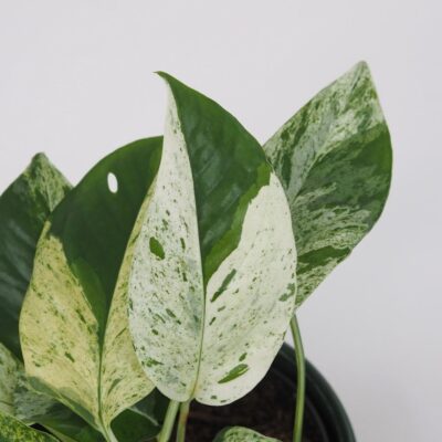 Epipremnum pinnatum ‘Marble Variegata’ Epipremnum pinnatum Marble Variegata panasovana tahava izbova rastlina