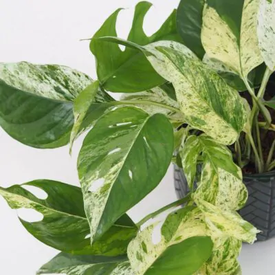 Epipremnum pinnatum Marble Variegata panasovana tahava izbova rastlina