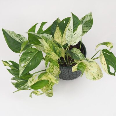 Epipremnum pinnatum ‘Marble Variegata’ Epipremnum pinnatum Marble Variegata panasovana tahava izbova rastlina