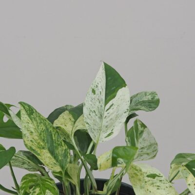 Epipremnum pinnatum ‘Marble Variegata’ Epipremnum pinnatum Marble Variegata panasovana tahava izbova rastlina