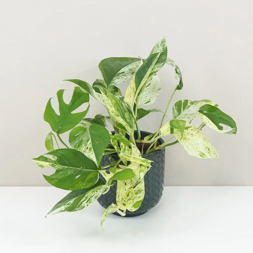 Epipremnum pinnatum ‘Marble Variegata’