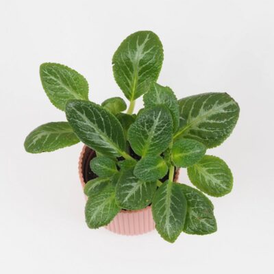 Episcia ‘Frosted Emerald’ Episcia Frosted Emerald