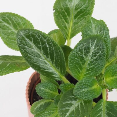 Episcia ‘Frosted Emerald’ Episcia Frosted Emerald