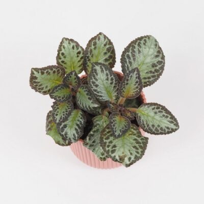 Episcia ‘Silver Frog’ Episcia Silver Frog