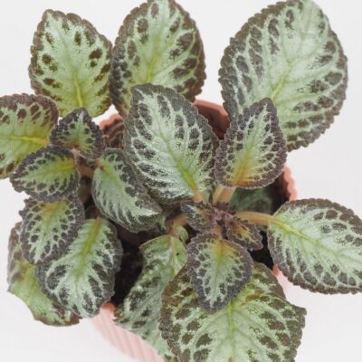 Episcia ‘Silver Frog’ Episcia Silver Frog