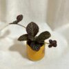 Episcia ‘Tiger Stripe’ episcia tiger stripe