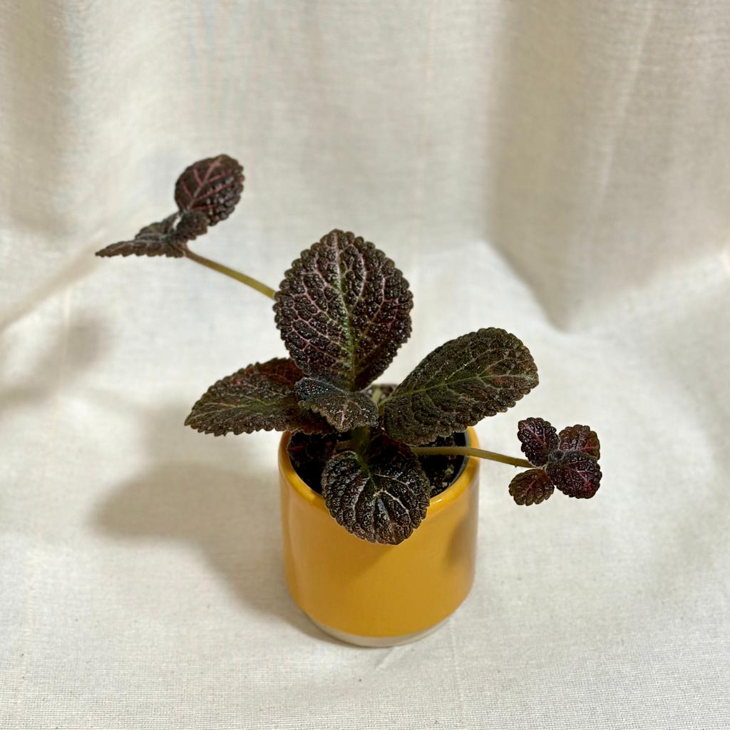 Episcia ‘Tiger Stripe’