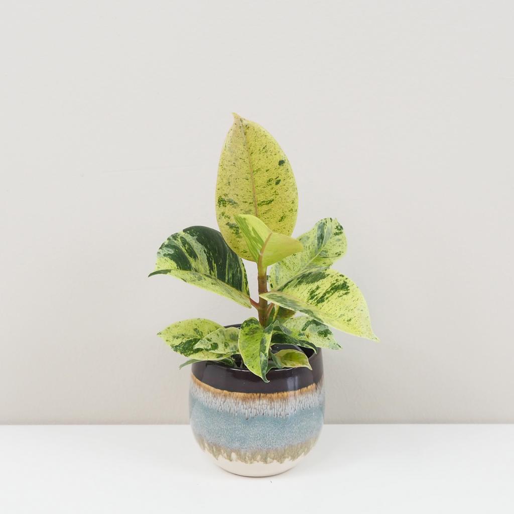 Ficus elastica ‘Shivereana’ stredný