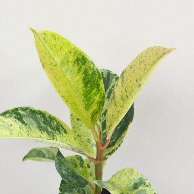 Ficus elastica ‘Shivereana’ malý Ficus elastica Shivereana panasovany fikus