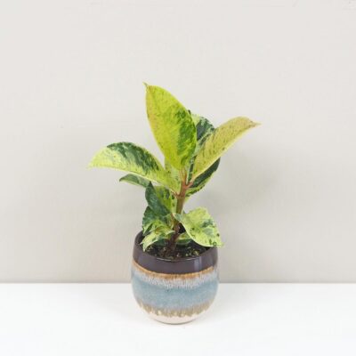 Ficus elastica ‘Shivereana’ malý Ficus elastica Shivereana panasovany fikus