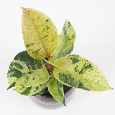 Ficus elastica ‘Shivereana’ malý Ficus elastica Shivereana panasovany fikus