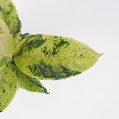 Ficus elastica ‘Shivereana’ malý Ficus elastica Shivereana panasovany fikus