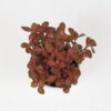 Fittonia ‘Small Red’ fittonia cervena izbova rastlina