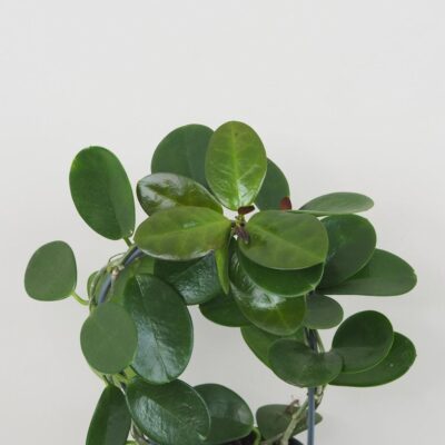 Hoya australis na oblúku hoya australis na obluku voskovka tahava zelena izbova rastlina