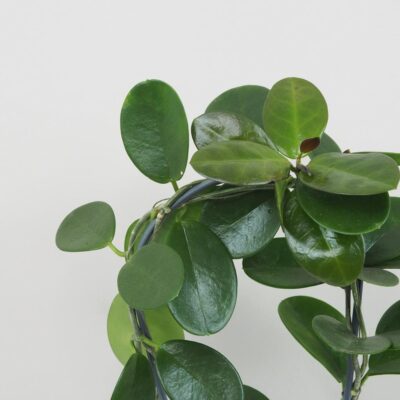 Hoya australis na oblúku hoya australis na obluku voskovka tahava zelena izbova rastlina