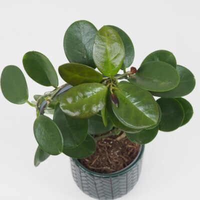 Hoya australis na oblúku hoya australis na obluku voskovka tahava zelena izbova rastlina