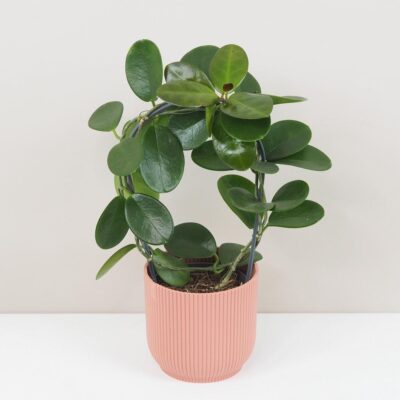 hoya australis na obluku voskovka tahava zelena izbova rastlina