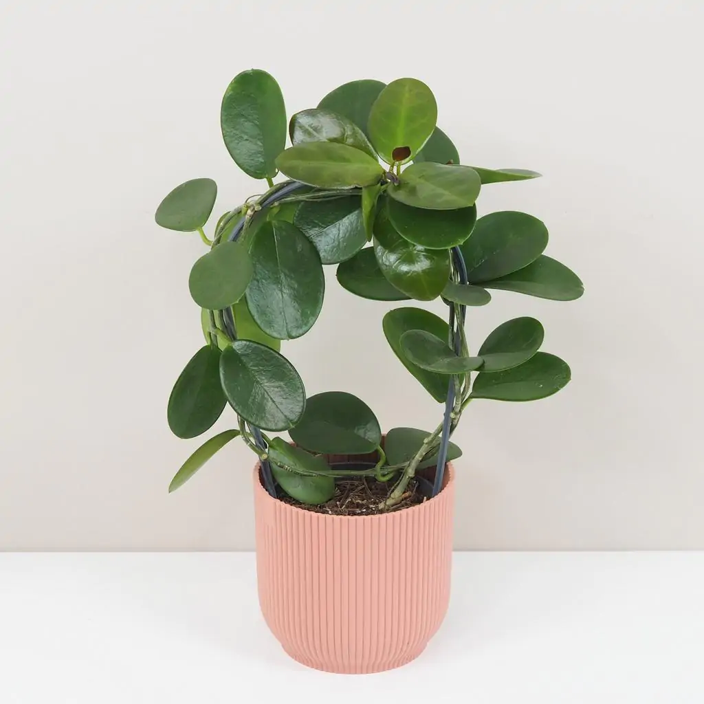 Hoya australis na oblúku