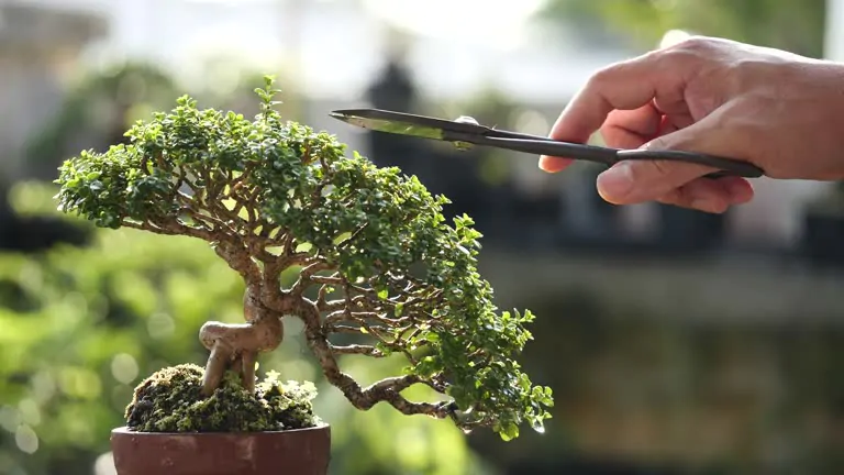 Tvarovanie bonsajov: Ako na rôzne techniky a štýly interierove bonsaje bonsai starostlivost ako pestovat tvarovanie strihanie