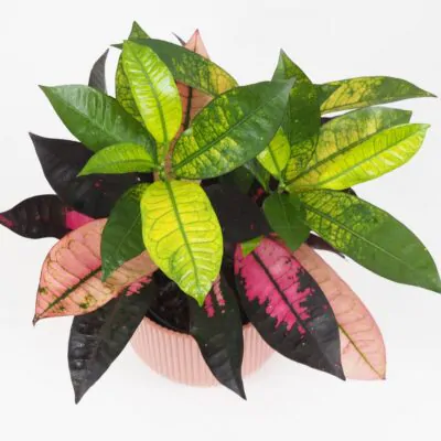 Krotónovec / Codiaeum variegatum ‘Mrs. Iceton’ Krotónovec / Codiaeum variegatum ‘Mrs. Iceton’