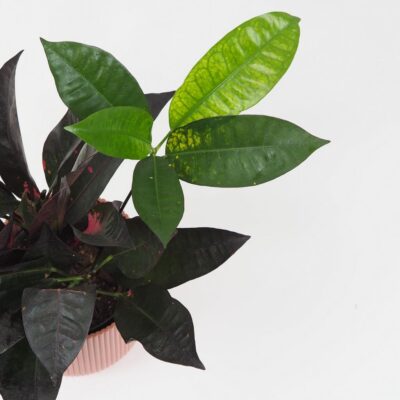 Krotónovec / Codiaeum variegatum ‘Mrs. Iceton’ slabšie vyfarbený Krotónovec / Codiaeum variegatum ‘Mrs. Iceton’ slabšie vyfarbený