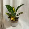 Krotónovec / Codiaeum variegatum ‘Petra’ Krotónovec / Codiaeum variegatum petra
