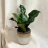 Krotónovec / Codiaeum variegatum ‘Petra’ zelený Krotónovec / Codiaeum variegatum petra zeleny