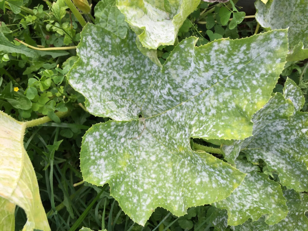 Múčnatka: Ako sa zbaviť tohto hubového ochorenia jednoducho a rýchlo mucnatka na rastlinach hubave ochorenie