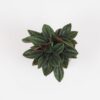Peperomia caperata Rosso mala izbova rastlina bezpecna pre zvierata deti