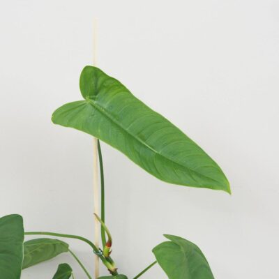 Philodendron ‘Sharoniae’ veľký Philodendron Sharoniae