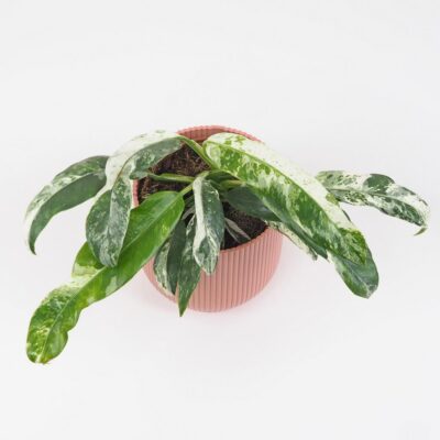 Rhaphidophora puberula variegata raritna panašovaná izbova rastlina