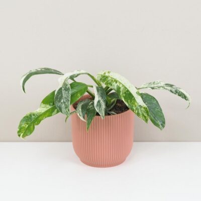 Rhaphidophora puberula variegata raritna panašovaná izbova rastlina