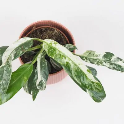 Rhaphidophora puberula variegata raritna panašovaná izbova rastlina