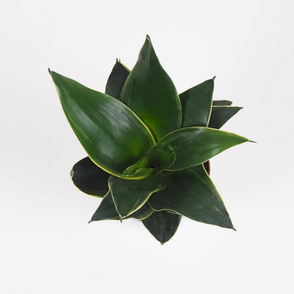 Sansevieria hahnii ‘Emerald Star’