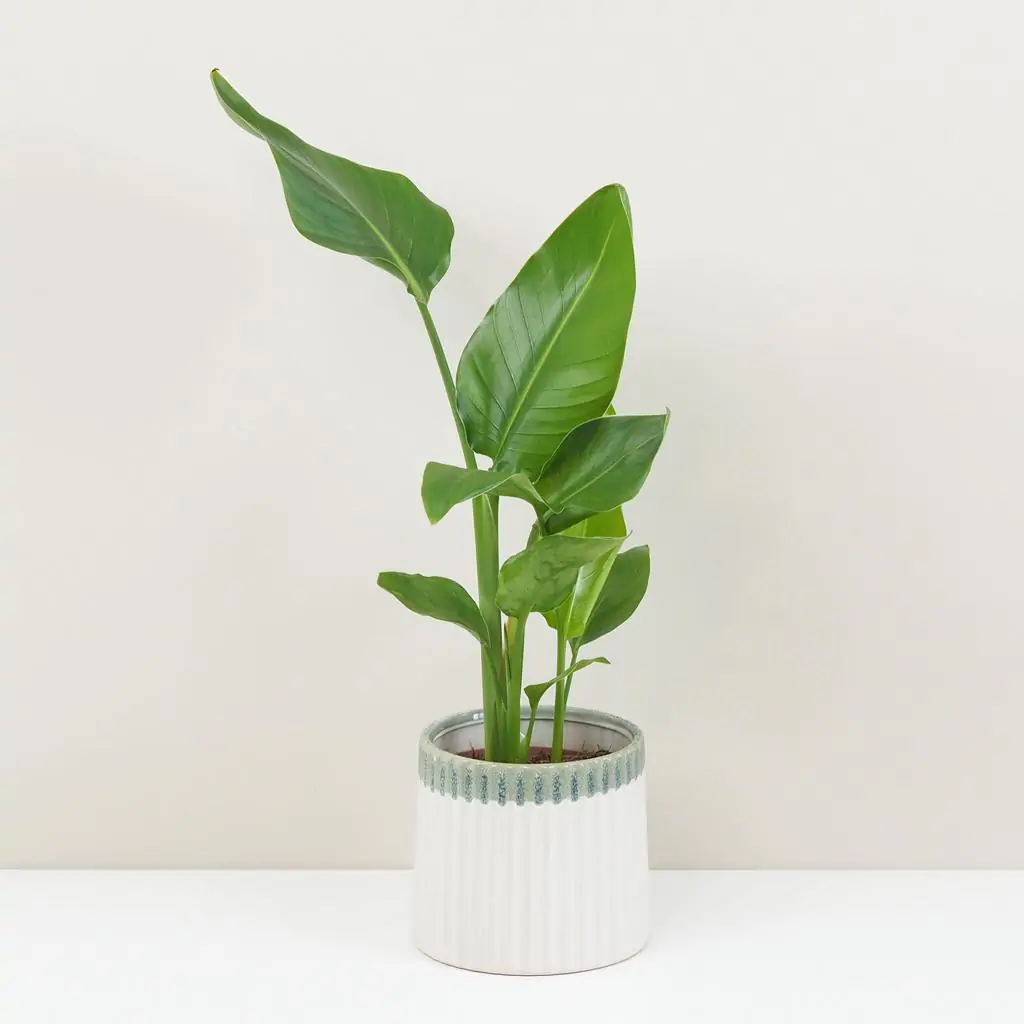 Strelitzia nicolai dvojstonková