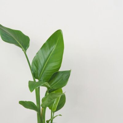 Strelitzia nicolai dvojstonková Strelitzia nicolai zelena izbova rastlina