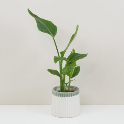 Strelitzia nicolai dvojstonková Strelitzia nicolai zelena izbova rastlina