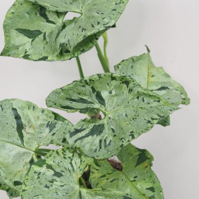 Syngonium Green Splash panasovana izbova rastlina