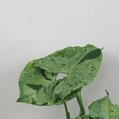 Syngonium ‘Green Splash’ Syngonium Green Splash panasovana izbova rastlina