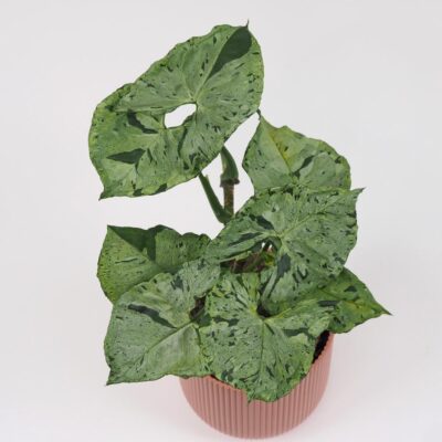 Syngonium Green Splash panasovana izbova rastlina