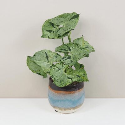 Syngonium ‘Green Splash’ Syngonium Green Splash panasovana izbova rastlina