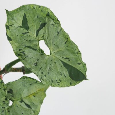 Syngonium Green Splash panasovana izbova rastlina