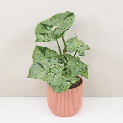 Syngonium ‘Green Splash’ Syngonium Green Splash panasovana izbova rastlina